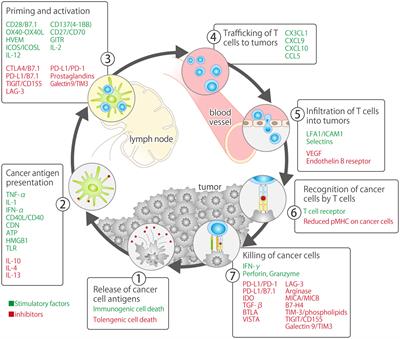 Emerging PD-1/PD-L1 targeting immunotherapy in non-small cell lung cancer: Current status and future perspective in Japan, US, EU, and China